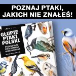 Głupie ptaki, okładka